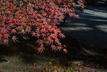日陰の紅葉