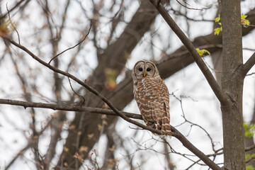 Barred Owl Looks Backwards in Forest