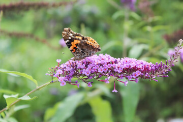 Butterfly over a purple flower.