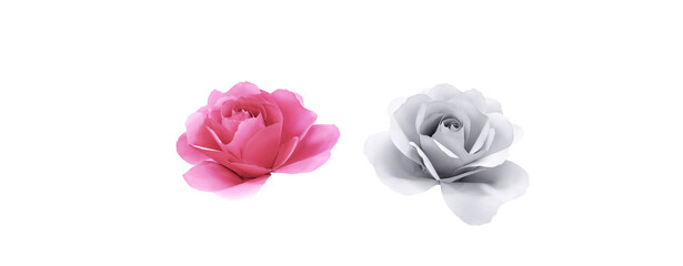 Pink and white rose paper on white background