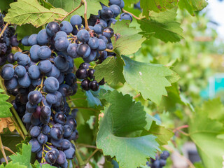 A ripe bunch of grapes with black-and-blue berries among green foliage on a vineyard bush - obrazy, fototapety, plakaty
