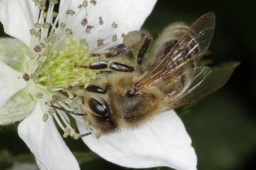 Blackberry, Rubus, Honey Bee, Schmalkalden, Thuringia, Germany, Europe
