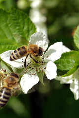 Blackberry, Rubus, Honey Bee, Schmalkalden, Thuringia, Germany, Europe
