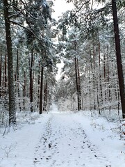 Winter Polish forest