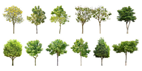 Collection Trees and bonsai green leaves. 
total 12 trees. 
The Ratchaphruek tree is blooming bright yellow. (png)	 