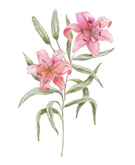 Watercolor Lily on the white Background. Birth Month Flower.