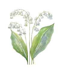 Watercolor Lily of the Valley on the white Background. Birth Month Flower. - 555415866