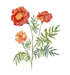 Watercolor Marigold, on the white Background. Birth Month Flower.