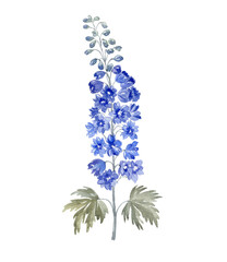 Watercolor Larkspur on the white Background. Birth Month Flower. - 555416202
