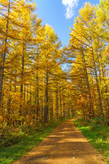 晩秋の美瑛　唐松の林道　北海道観光