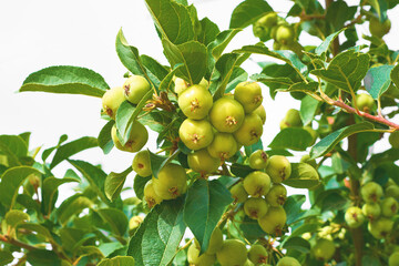 Branches of a wild apple tree with fruits close-up
