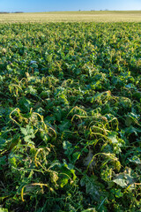 Champ de colza avec CIPAN (cultures intermédiaires pièges à nitrates). Mix moutarde, trèfle et...