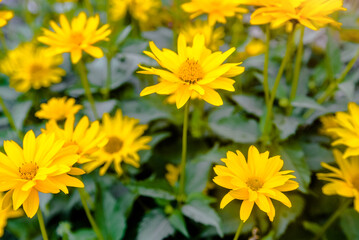 Yellow daisies grow in the meadow in summer
