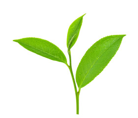 Obraz premium leaves green tea with drops of water isolated on white background