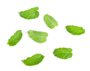 mint leaves with drop of water isolated on white background
