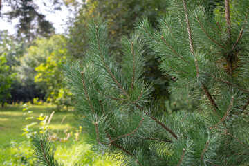 Young pine tree overgrown with green needles close-up, horizontal photography