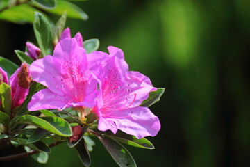 咲き誇る情熱の花