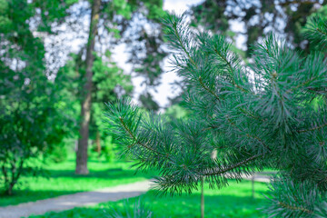 Young green branch of a pine tree in a city park, horizontal photography