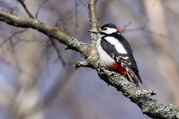 Great spotted woodpecker