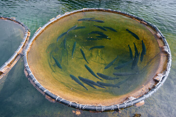 Salmon or trout swimming in round cage in the fresh water of lake or river, red fish farming in...