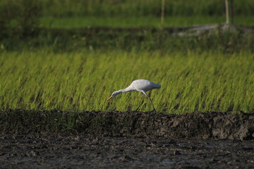 Eastern cattle egret (Bubulcus ibis coromanus) looking for food in the rice field