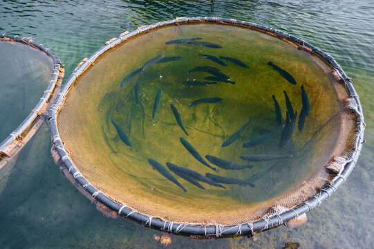 Salmon or trout swimming in round cage in the fresh water of lake or river, red fish farming in natural environment, commercial fish aquaculture   