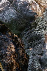 burnt tree bark, fragment of a tree trunk after a fire, natural background, disasters of a fire, vertical photo.