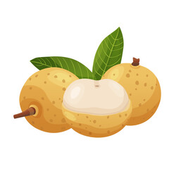 Summer tropical fruits for healthy lifestyle. Longan fruit. Vector illustration cartoon flat icon isolated on white.