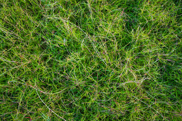 Evergreen grass  pattern texture  can be used as a background wallpaper