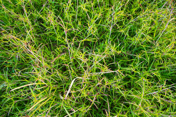 Evergreen grass  pattern texture  can be used as a background wallpaper