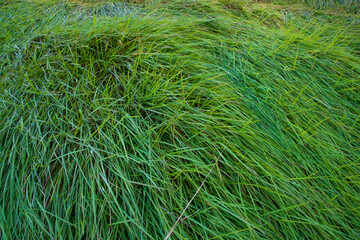 Close-up Green long grass pattern texture can be used as a natural background wallpaper