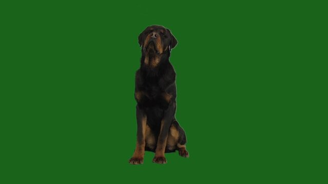rottweiler on green screen
