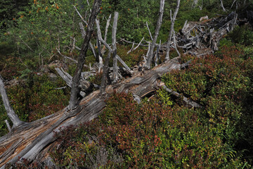 Baumskelett im Nationalpark Schwarzwald