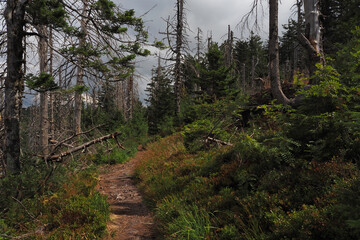 Bannwald im Nationalpark Schwarzwald