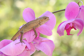 An oriental garden lizard is sunbathing on a flower-filled moth orchid stem. This reptile has the...