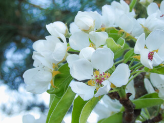 A spring of blooming pear. Pear tree. Beautiful flower image of spring nature banner. Blooming pear branches close-up against the blue sky.