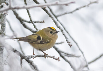 Goldcrest, Regulus regulus. Eurasia's smallest bird sits on a branch