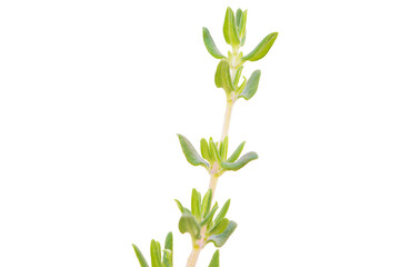 Thyme (Thymus vulgaris)  isolated on white background.
