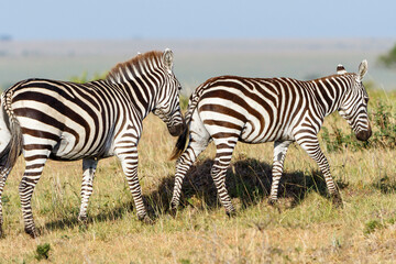 Fototapeta na wymiar Zebras with a foal on savannah