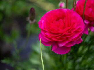 Beautiful pink buttercup ranunculus on a blurry green background, in the garden. Space for text. Floral background.