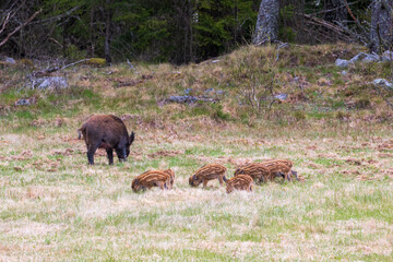 Wild boar family on a grass meadow