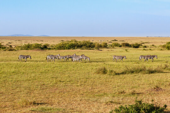African savannah landscape with walking Zebras
