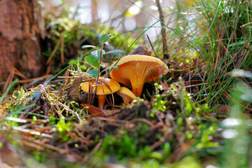 Falscher Pfifferling Pilz im Herbswald - False Chanterelle mushroom in forest - obrazy, fototapety, plakaty