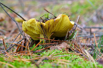 Grünling Pilz im Herbswald - Yellow Knight mushroom in forest
