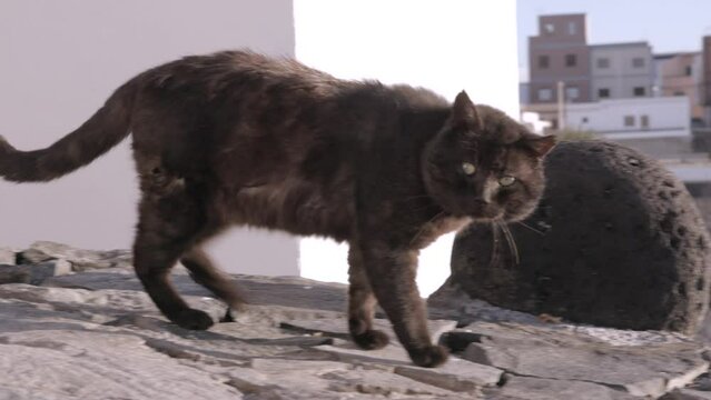 Gato caminando