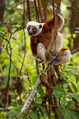 Coquerel's Sifaka - Propithecus coquereli, beautiful primate endemic in Norht Madagascar forests, Madagascar.