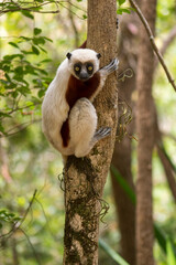 Coquerel's Sifaka - Propithecus coquereli, beautiful primate endemic in Norht Madagascar forests, Madagascar.