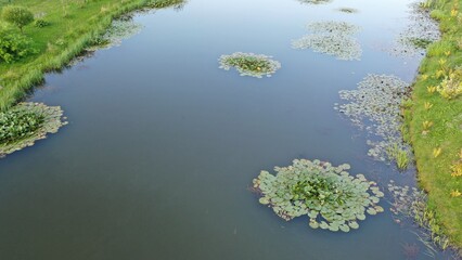 Water lily. What do water lilies look like. Water lilies on the lake in their natural environment. Wildlife. Lake with water lilies.