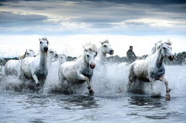 white horses galopping  in water Camargue France