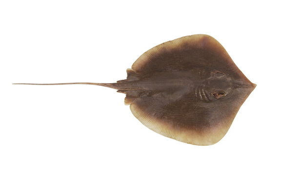 Fresh raw stingray fish isolated on white background